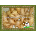 China air dry ginger,fresh ginger